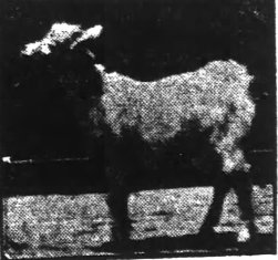 Yaarab in happier times